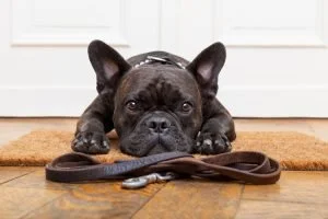 Dog sitting in a newly remodeled kitchen by Marlene & Co
